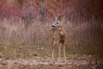 portrait of a beautiful male deer in autumn