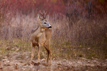 portrait of a beautiful male deer in autumn