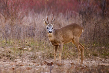 portrait of a beautiful male deer in autumn