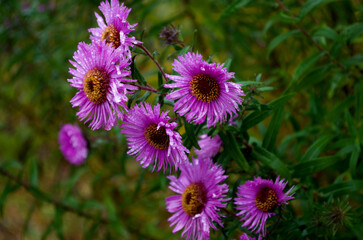 Fototapeta premium autumn props