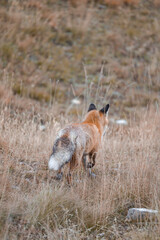 A red fox with its winter coat in the mountains.