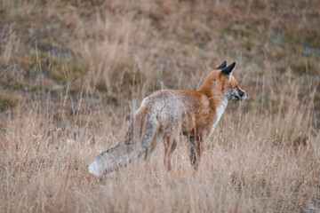 A red fox with its winter coat in the mountains.
