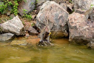 Naklejka na ściany i meble A monkey is sitting and swimming in the reservoir.