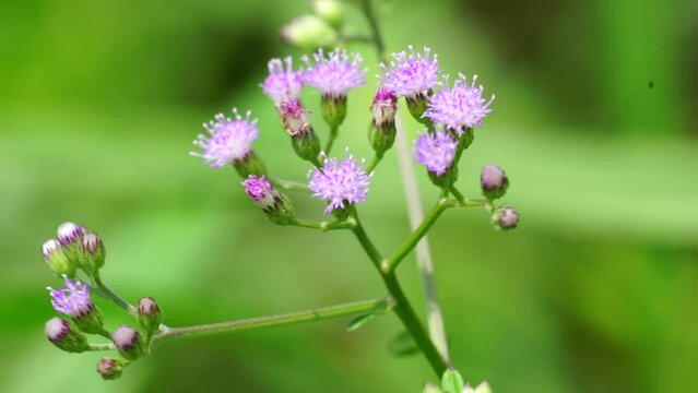 Cyanthillium cinereum (little ironweed, poovamkurunnila, monara kudumbiya, sawi langit) flower. Cyanthillium cinereum has been used to quit smoking and relieve the common cold
