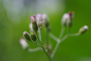 Cyanthillium cinereum (little ironweed, poovamkurunnila, monara kudumbiya, sawi langit) flower. Cyanthillium cinereum has been used to quit smoking and relieve the common cold