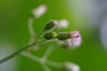 Cyanthillium cinereum (little ironweed, poovamkurunnila, monara kudumbiya, sawi langit) flower....