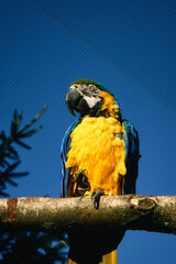 Portrait of a yellow macaw on a branch. The parrot bird is an endangered species