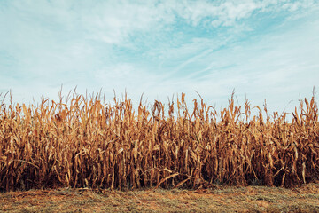 Dry corn field ready for harvest
