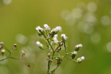 Cyanthillium cinereum (little ironweed, poovamkurunnila, monara kudumbiya, sawi langit) flower. Cyanthillium cinereum has been used to quit smoking and relieve the common cold