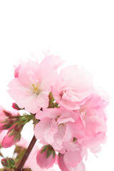 白背景の旭山桜