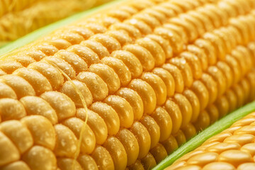 Maize seeds in corn cob covered with small water drops. Macro shot.