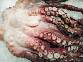 Freshly red caught octopus on ice at the fish shop close up