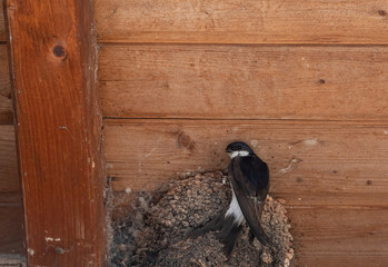 swallow clinging to its nest
