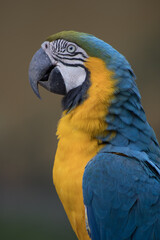 blue and yellow macaw