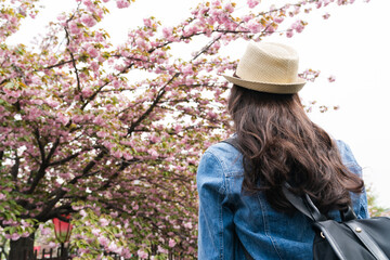 rear view with low angle shot asian woman traveler standing under sakura flower trees while...