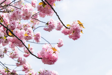 closeup view of beautiful blooming Japanese cherry blossoms on branches against blue sky in spring in Osaka, japan