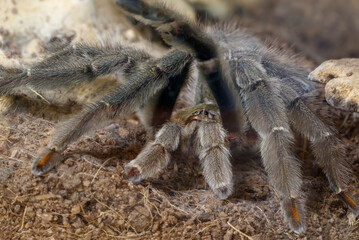 Closeup of the male of Spider Tarantula  Psalmopoeus cambridgei, also known as trinidad chevron, is crawling forward