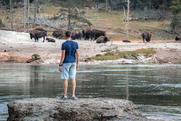 Rear view of man looking at bison while standing on lakeshore. Male tourist exploring forest at famous Yellowstone National park. He is spending leisure time during summer vacation. © Aerial Film Studio