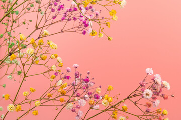 Colorful gypsophila twigs. Delicate graceful twigs with flowers on pink background.