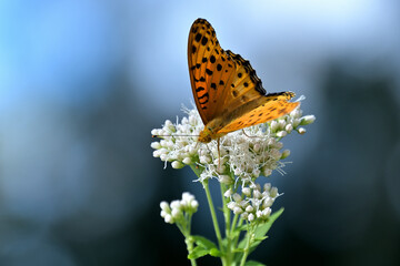 ヒヨドリバナの蜜を吸っている雄のツマグロヒョウモン