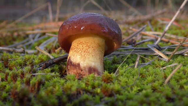A very young Slippery Jack Mushroom or Sticky bun (Suillus luteus) against a background of green moss and pine needles.