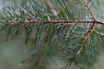Close up from Pine trees with water drops on it. 