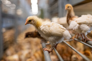 Close-up of brown chicken perching on steel in cage