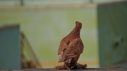Thinking dove