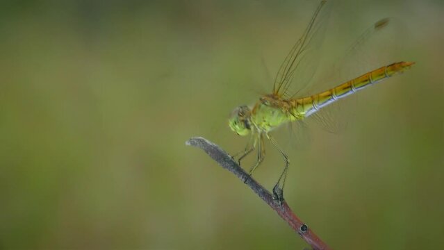 Yellow Vagrant darter (Sympetrum vulgatum) flies up and lands on a branch several times and chews a caught midge, close-up.