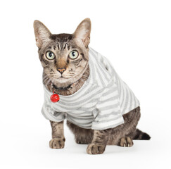 sitting tabby cat looking forward , tabby cat breed