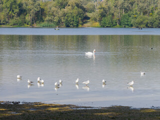 cygne et mouettes &agrave; la Base de loisirs de Verneuil sur seine pr&egrave;s de Paris