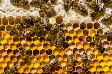 Honey and pollen from herbs.
This honey and pollen from the flowers of acacia, linden, flowers of...