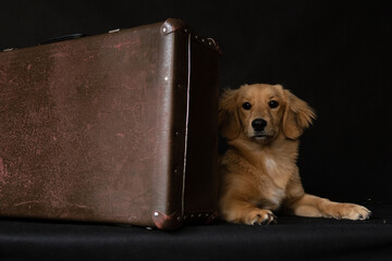 A red dog hides behind a suitcase on a black background