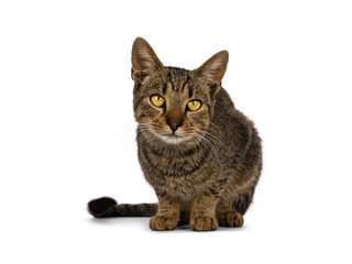 Beautiful golden brown tabby house cat, laying down facing front. Looking straight to camera. Isolated on a white background.