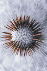 Obraz premium beautiful dandelion flowers in springtime, white background
