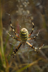 Beautiful yellow and black striped Agriope bruennichi spider in its web, soft focused macro shot