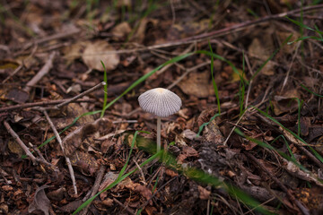 Soft focused shot of tiny forest mushroom on dry autumn leaves and grass background. Fall wild nature