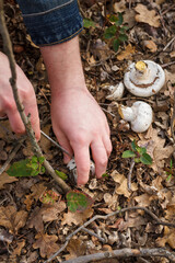 Mushroom-picker picking up fresh champignons in autumn forest. Vertical close up shot, only hands visible. Organic vegetarian food