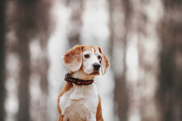 beautiful autumn portrait of a beagle dog