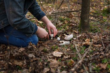 Mushroom-picker picking up champignons in autumn forest. Close up shot, only hands visible. Organic...