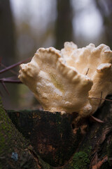 Soft focused vertical close up shot of tree trunk with white burl, burr, bur, parasite mushrooms