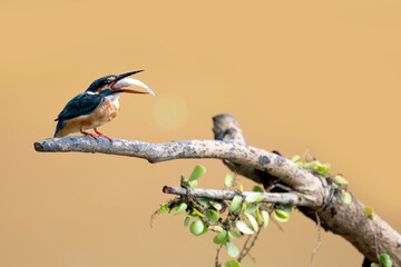 Common kingfisher bird catches fish, Common kingfisher bird on branch, Common kingfisher bird closeup 
