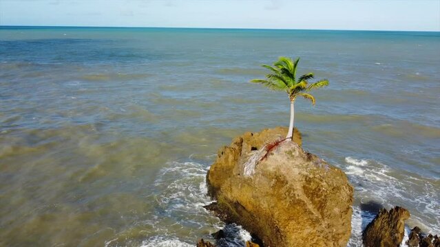 Tambaba Beach Drone Flys around Rock with solo Palm Tree Chillin in the Wind in Ocean.
Jo&atilde;o Pessoa, Brazil by Drone 4k
Aerial Travel + Nature