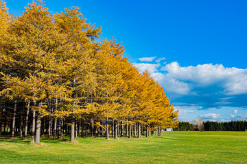 秋のモエレ沼公園の風景