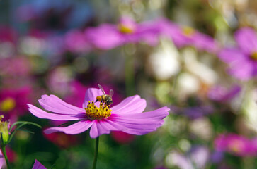 Obraz premium Photo of cosmos with bees collecting nectar in the garden