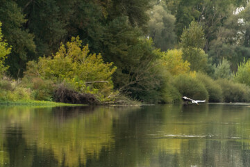 Fototapeta na wymiar Spiegelung einer Baumreihe in einem Fluss