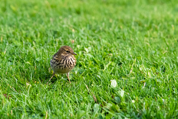 Wiesenpieper im Gras