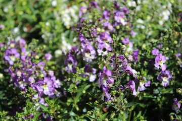 Obraz premium Angelonia