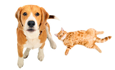 Beagle dog and kitten Scottish Straight together, top view, isolated on white background