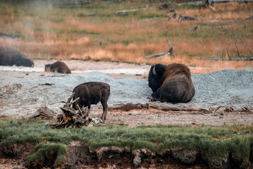 Bisons relaxing on geothermal landscape. Wild animals resting in valley at Yellowstone National park. Horned mammals at famous tourist sightseeing attraction.